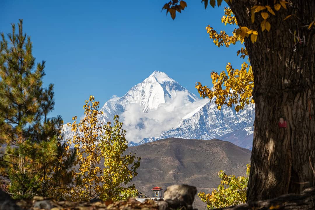 Majestic Dhaulagiri peak framed by autumn foliage in Muktinath, Nepal.