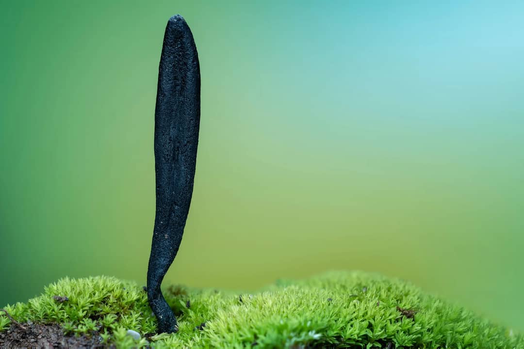 Close-up view of black earth tongue fungi emerging from vibrant green moss.