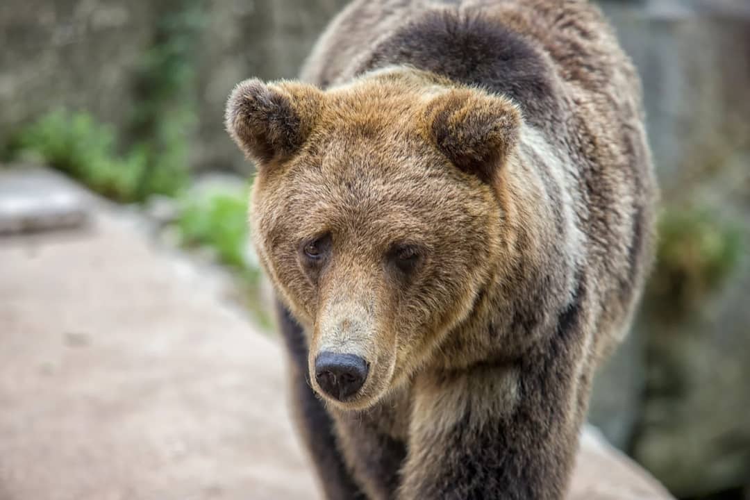 A brown bear walking