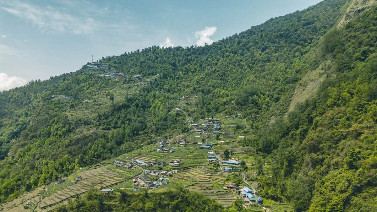 Nobody Tells You Nepal's National Flower Turns Whole Mountainsides Crimson Every Spring