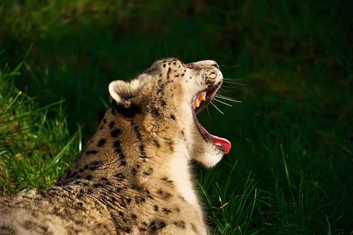 Nepal Has 397 Snow Leopards - and GPS Collars Just Caught Them Sneaking Into China and India
