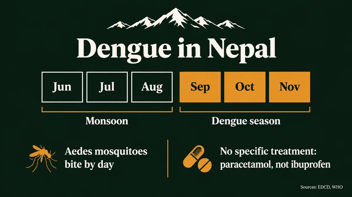 Infographic: Dengue in Nepal. Monsoon June, July, August; dengue season September, October, November. Aedes mosquitoes bite by day. No specific treatment: paracetamol, not ibuprofen. Sources: EDCD, WHO.