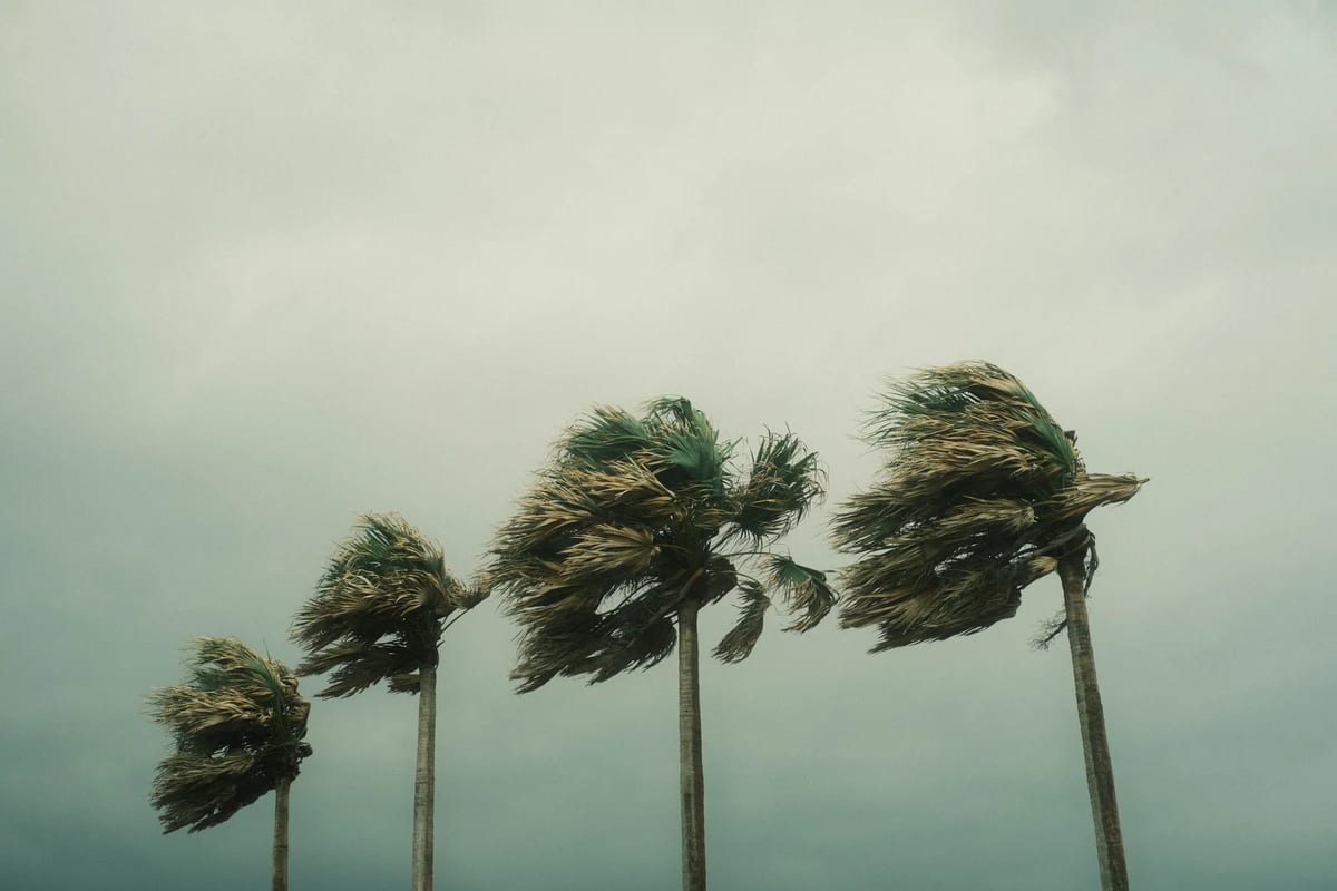 Palm trees bending in strong tropical storm winds