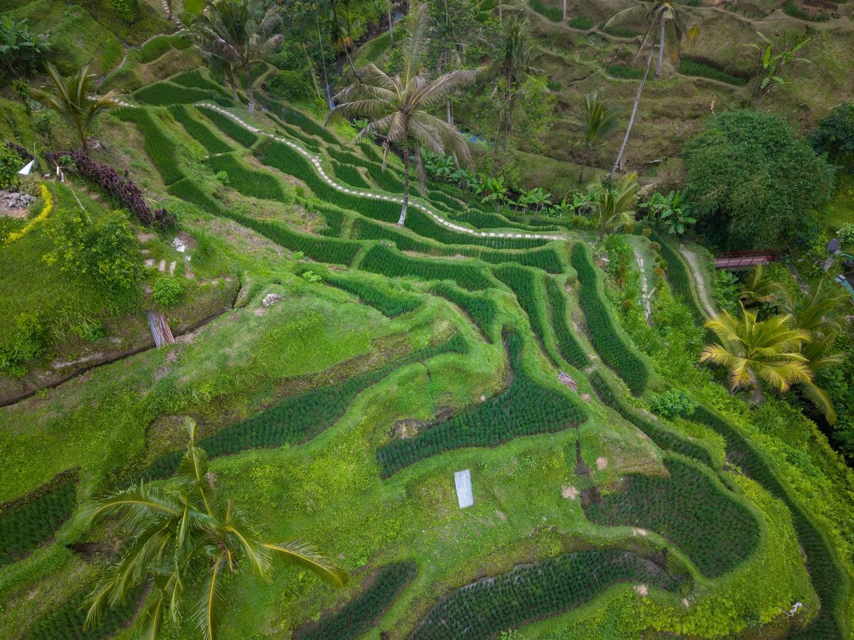 Terraced rice fields in Bali