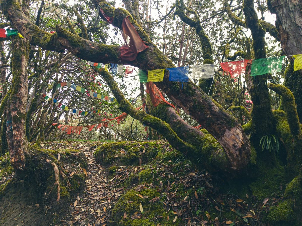 Prayer flags on a Nepal trekking trail