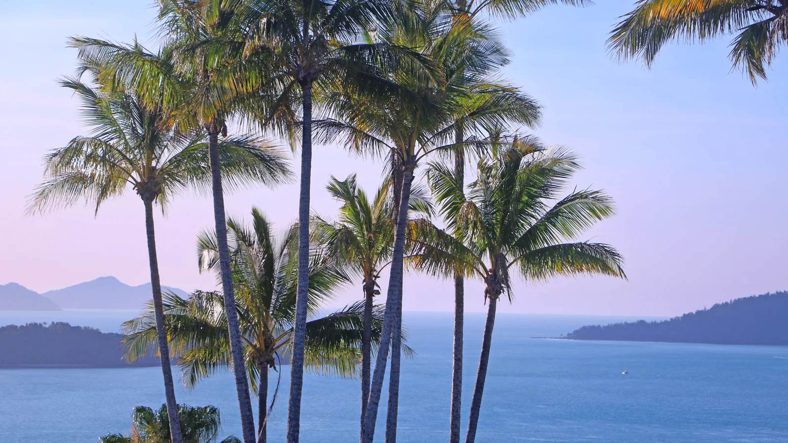 Palm trees above the calm blue water and islands of the Whitsundays, Queensland