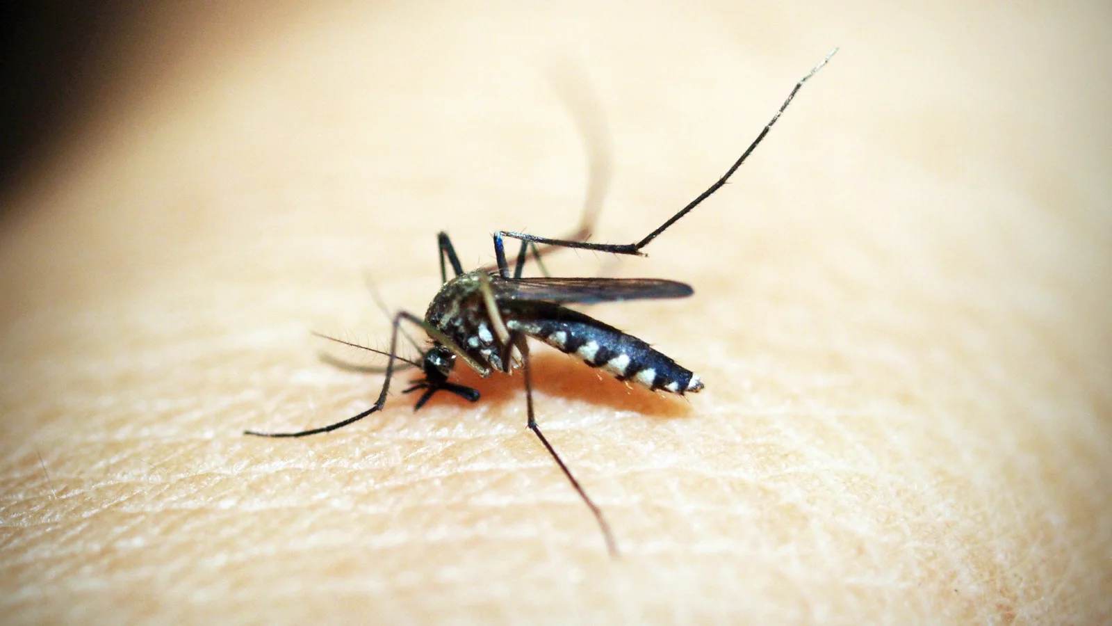 A mosquito feeding on human skin, in close-up