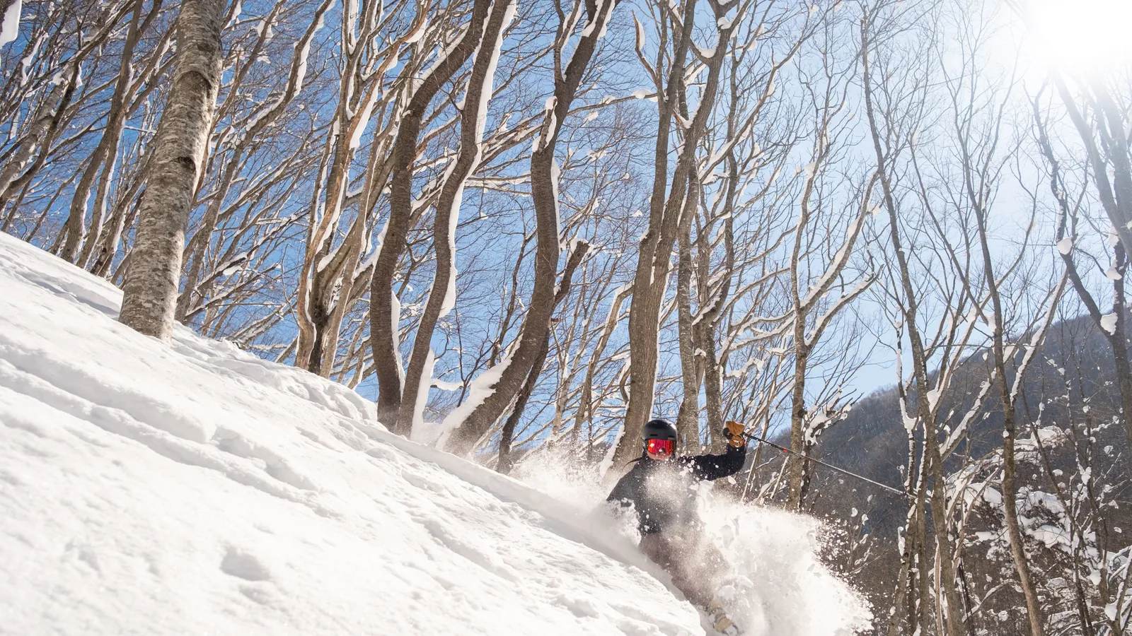A helmeted skier with red goggles turns through deep powder among snow-dusted birch trees under a bright blue sky in Japan