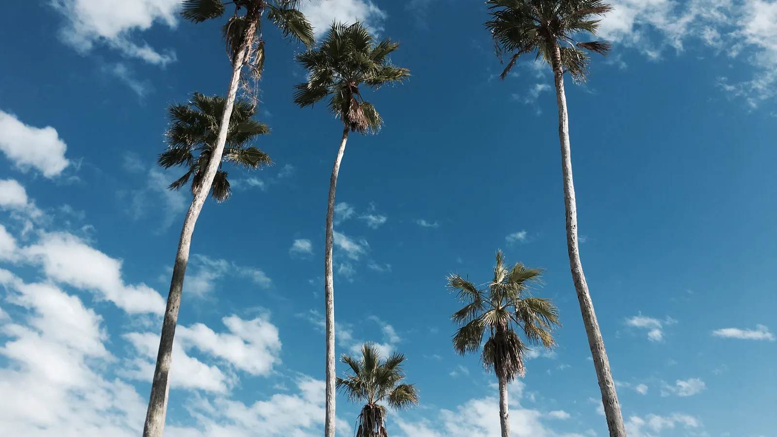 Tall palm trees against a bright blue sky with white clouds in Florida