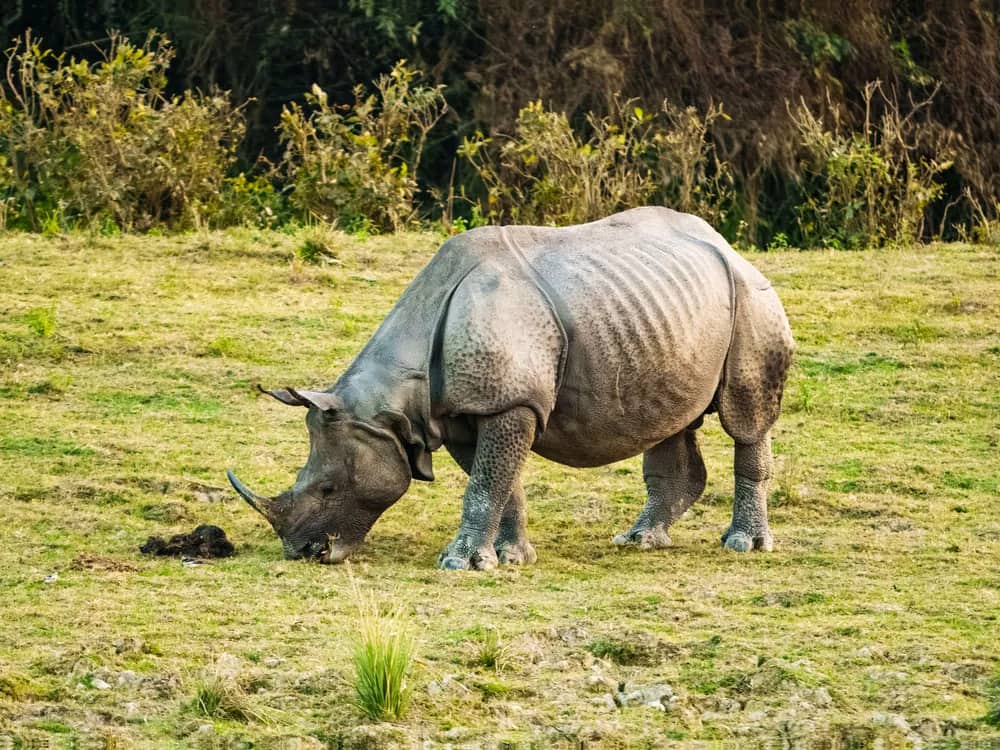 A one-horned rhino grazing on open grassland