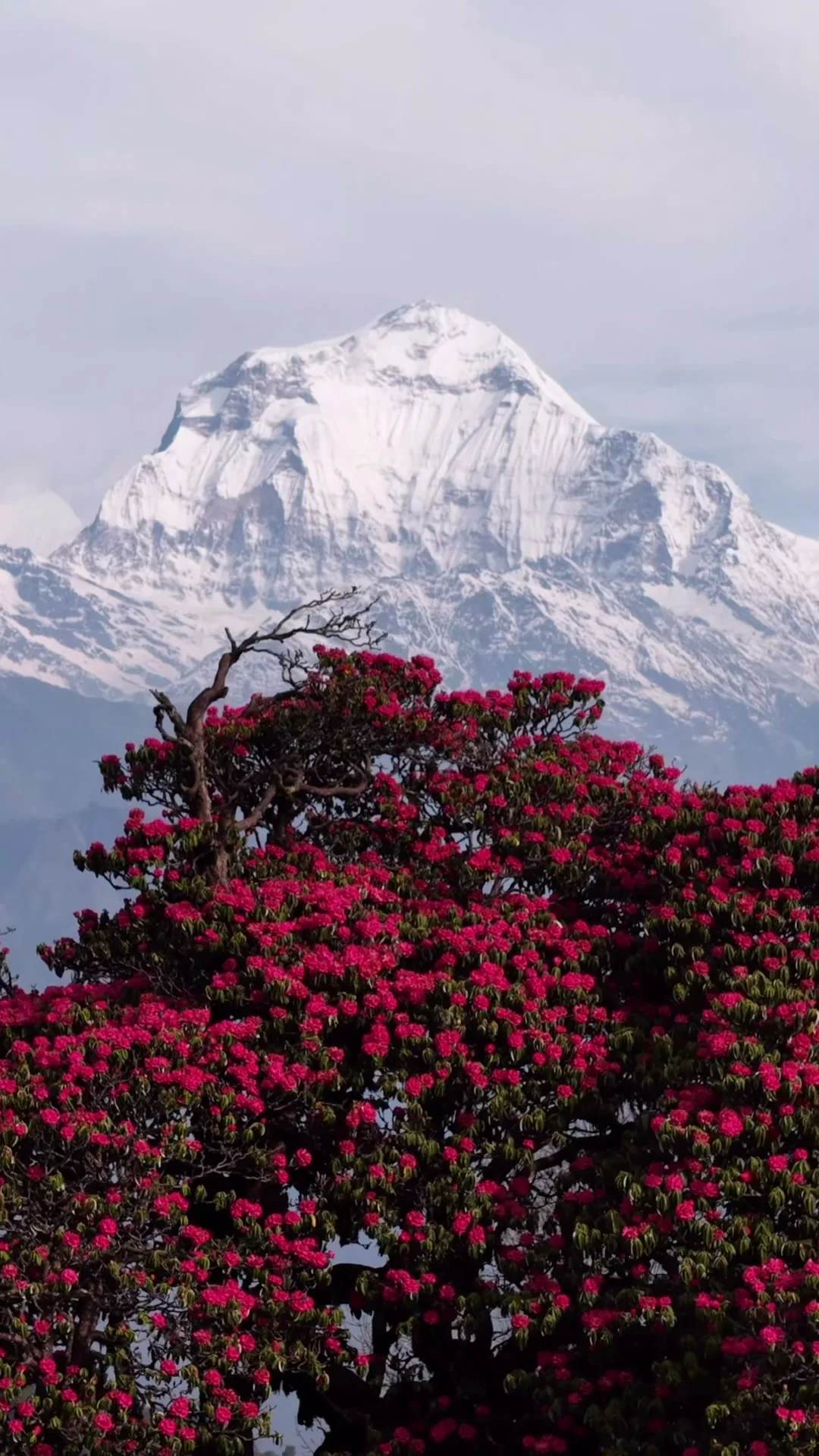 Myagdi III