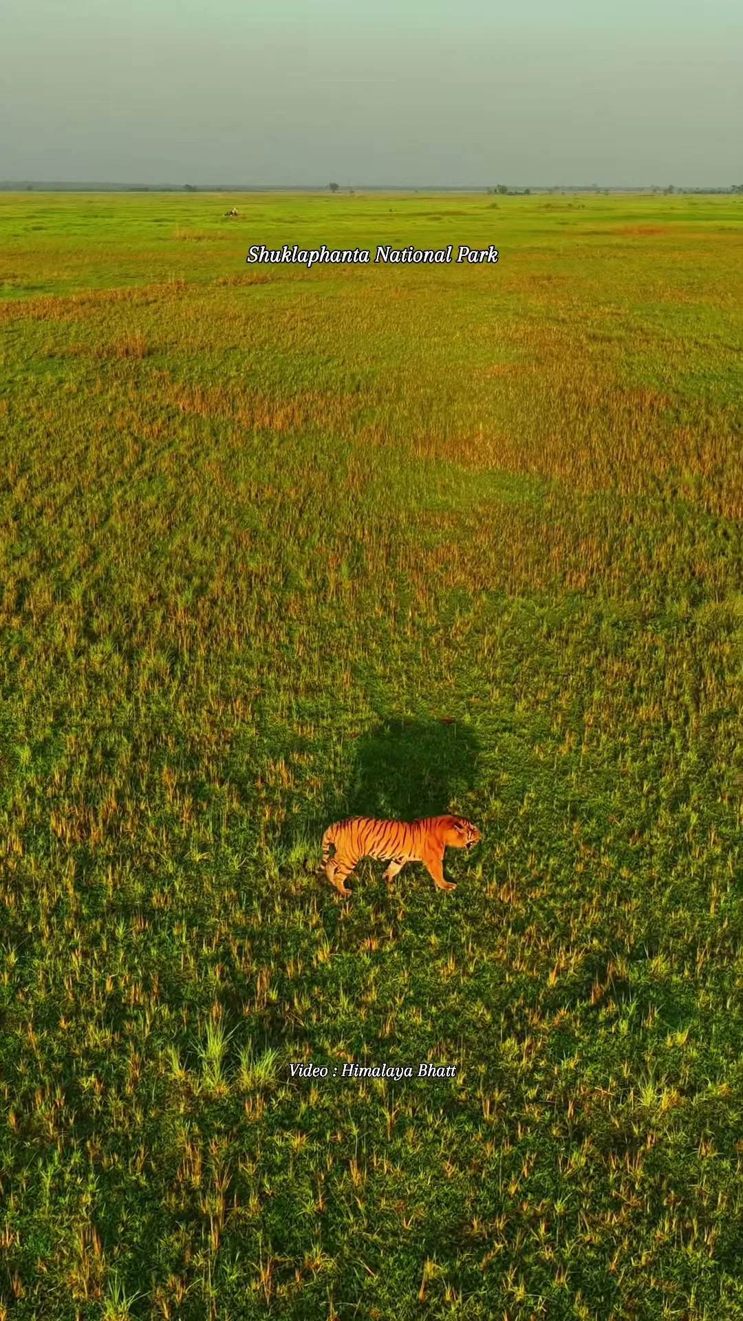 Wildlife Safari