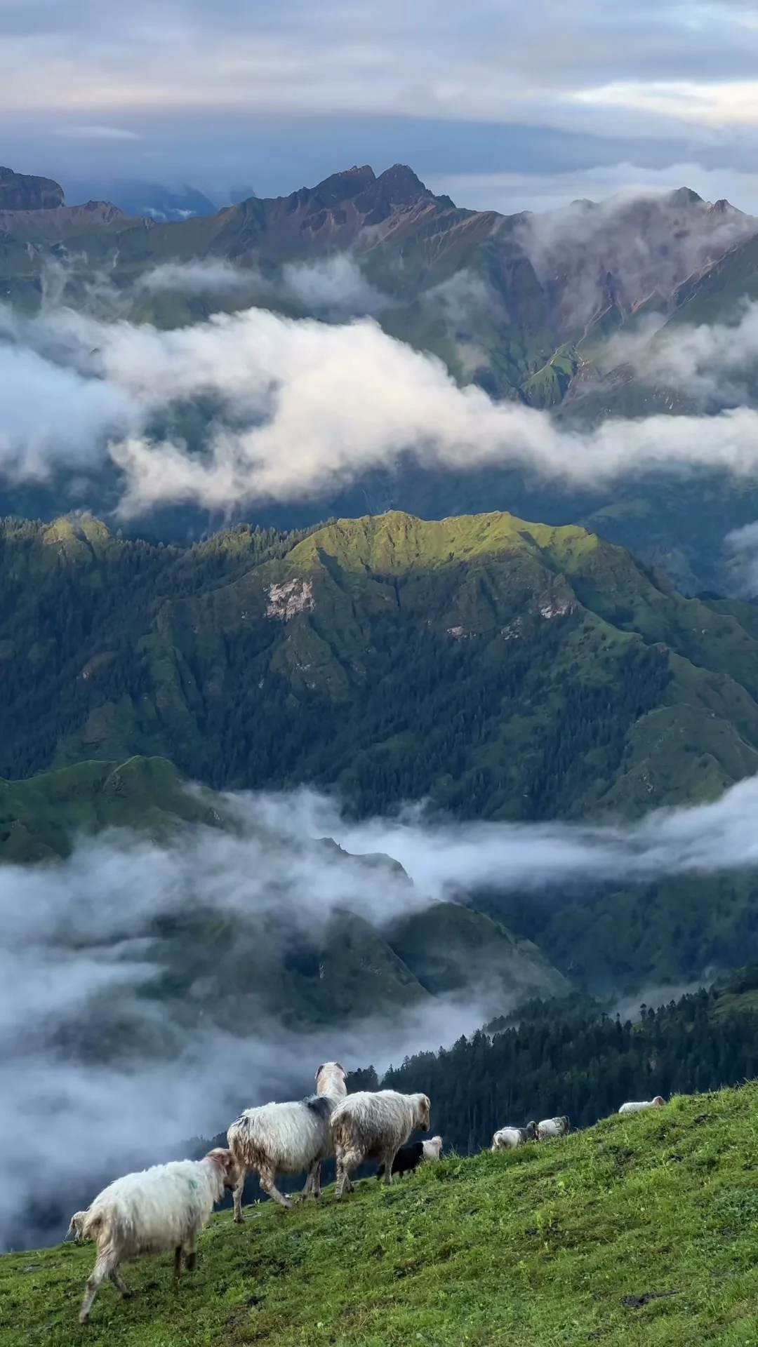 Dhorpatan glowing in the monsoon season