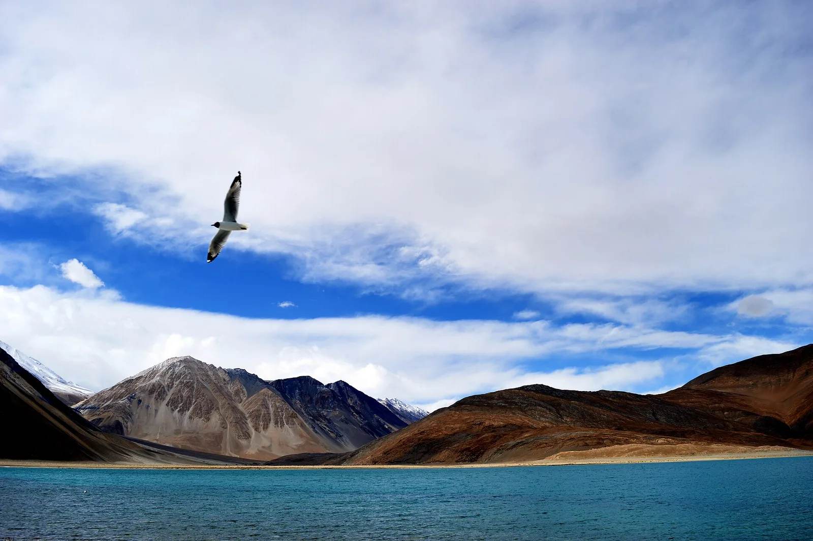 The Bird That Crosses the Himalaya in Eight Hours, Flying Higher Than Everest Base Camp