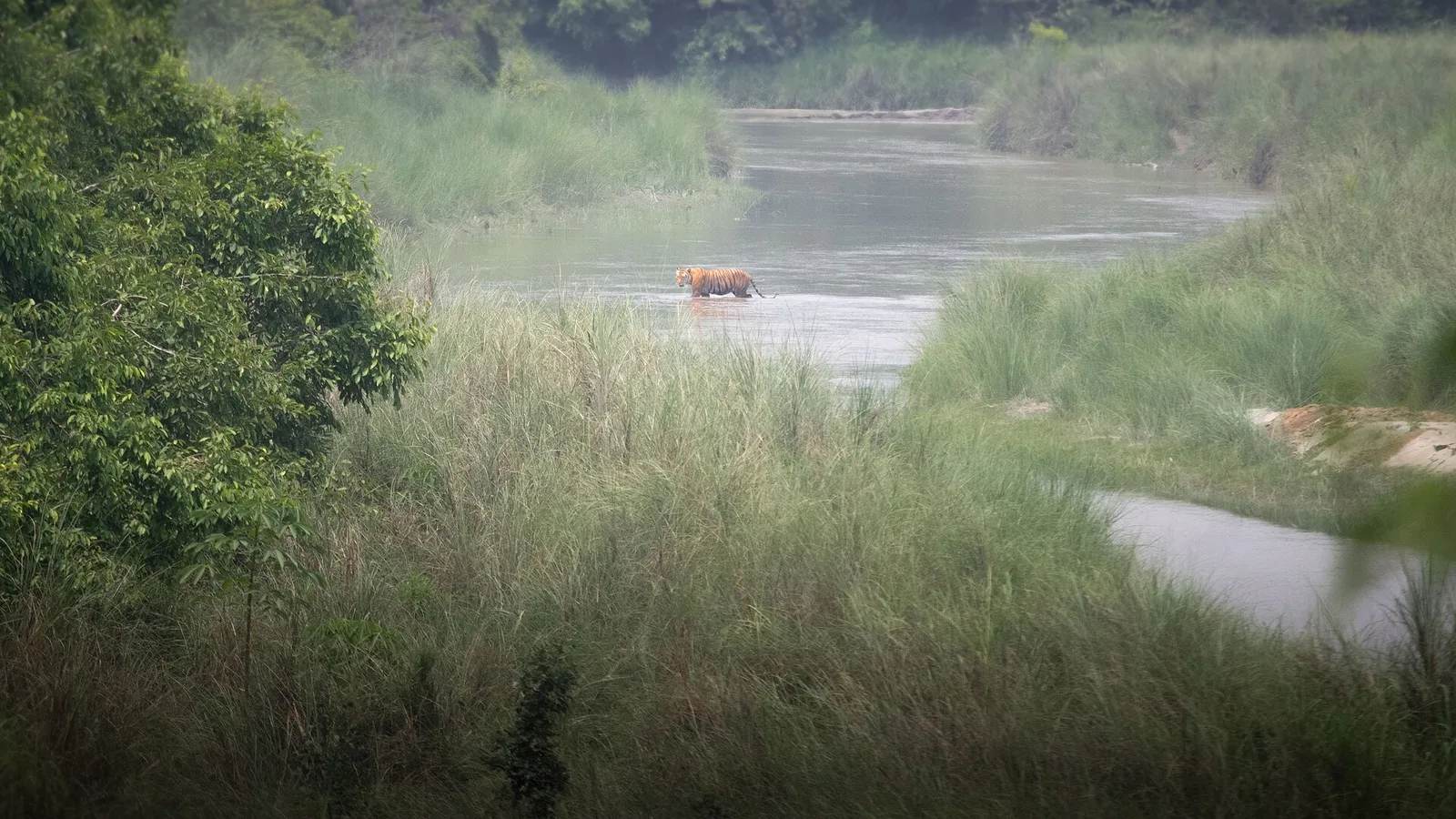 A wild Bengal tiger in the grassland and sal forest of the lowland Terai — the habitat of Bardia National Park in far-western Nepal