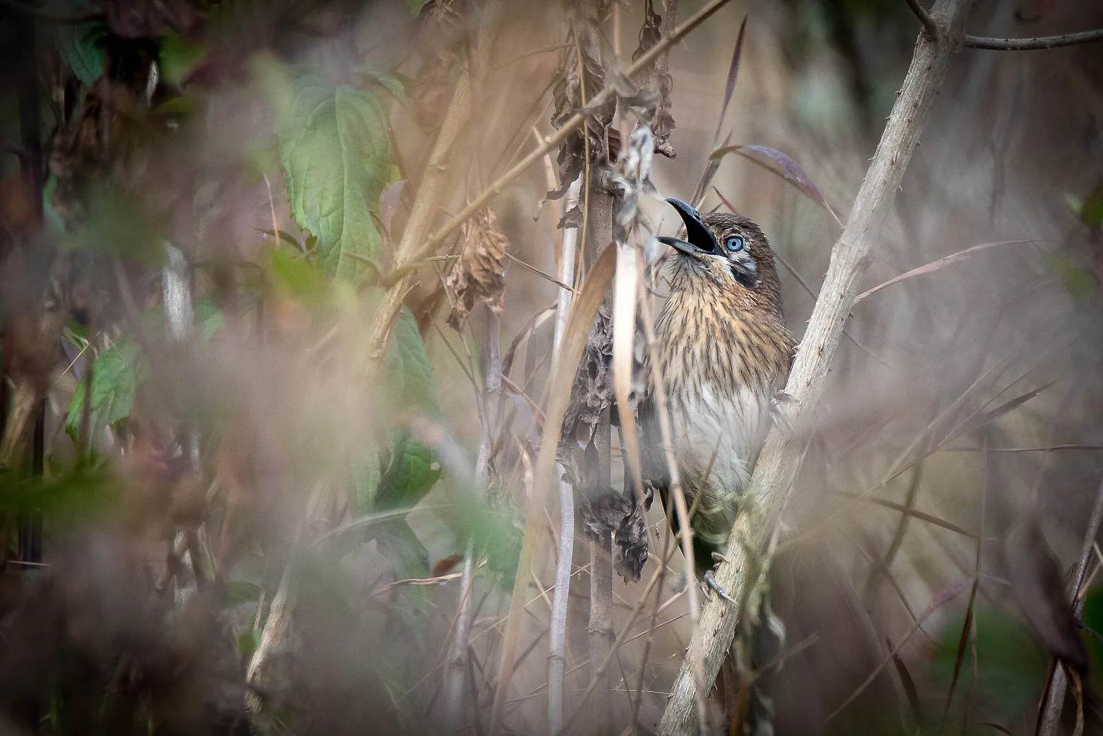 They Used to Hunt Nepal's Birds for Fun. Now They're Saving 900 Species.