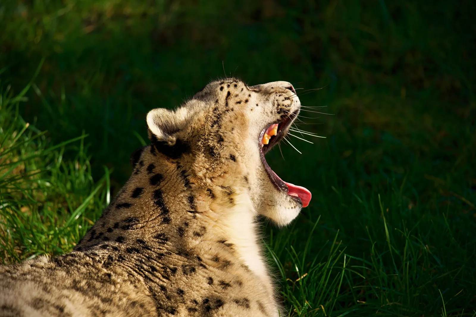 Nepal Has 397 Snow Leopards - and GPS Collars Just Caught Them Sneaking Into China and India