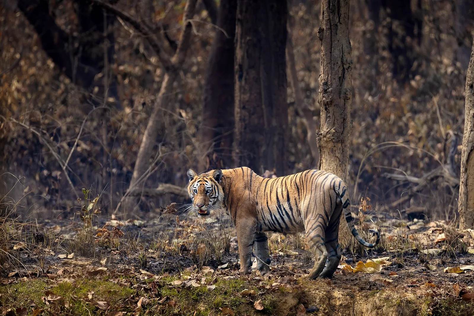 Nepal Tripled Its Wild Tigers. On July 29, the World Finds Out If It Did It Again.