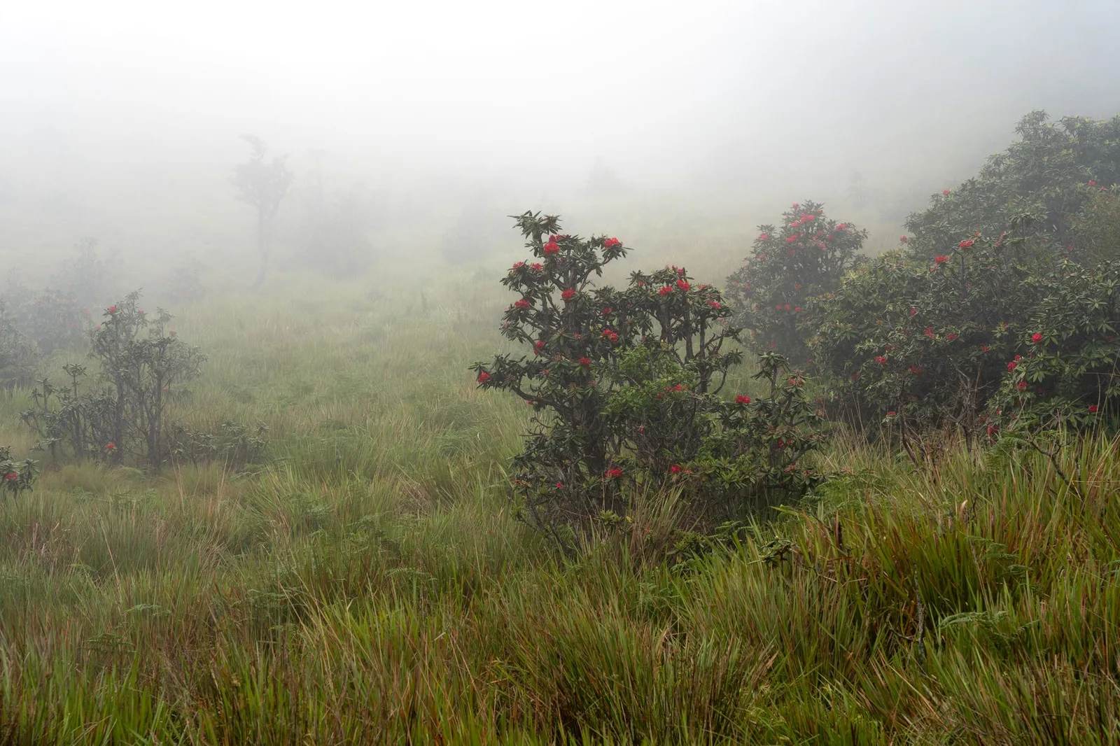 Nepal Is Home to the World's Largest Rhododendron Forest, and It Blooms Blood-Red Every Spring