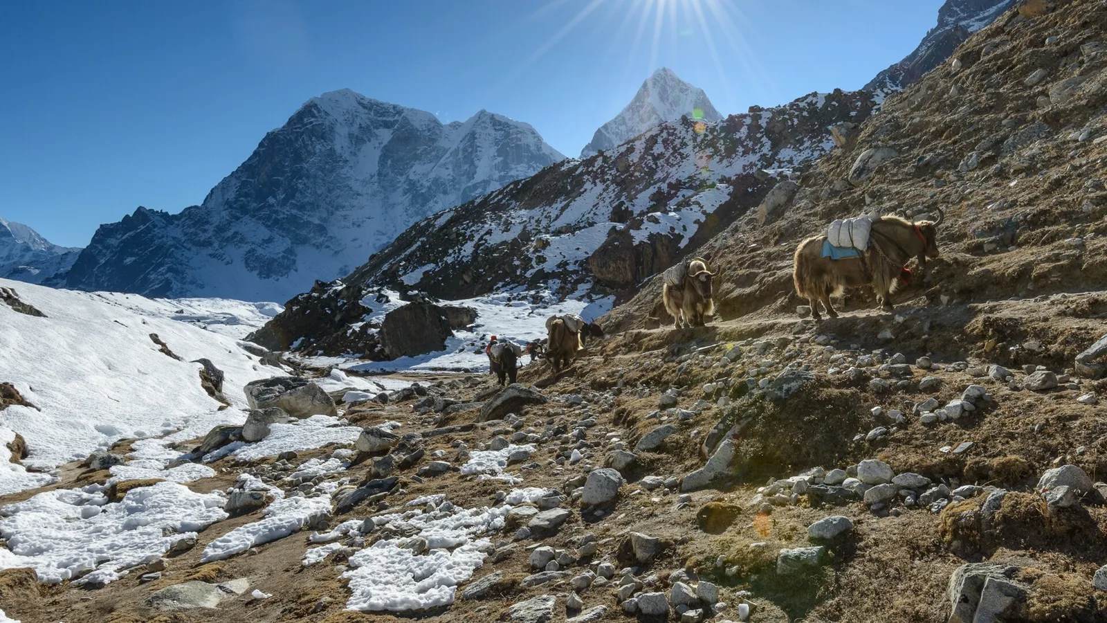 Nobody Tells You Most 'Yaks' Photographed on the Everest Trail Aren't Yaks at All