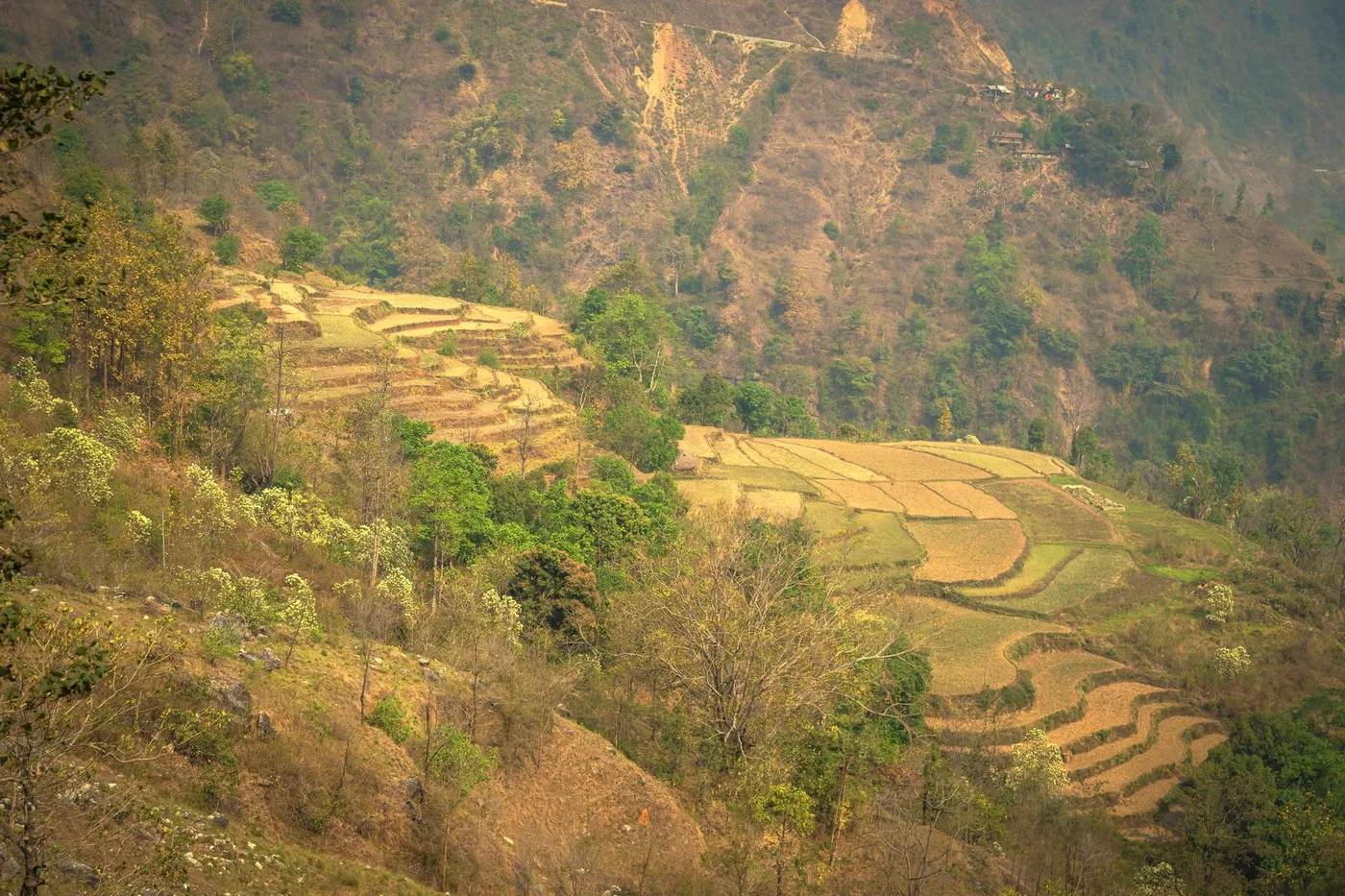 Vivid green terraced hillsides on a Nepal trekking trail during the monsoon