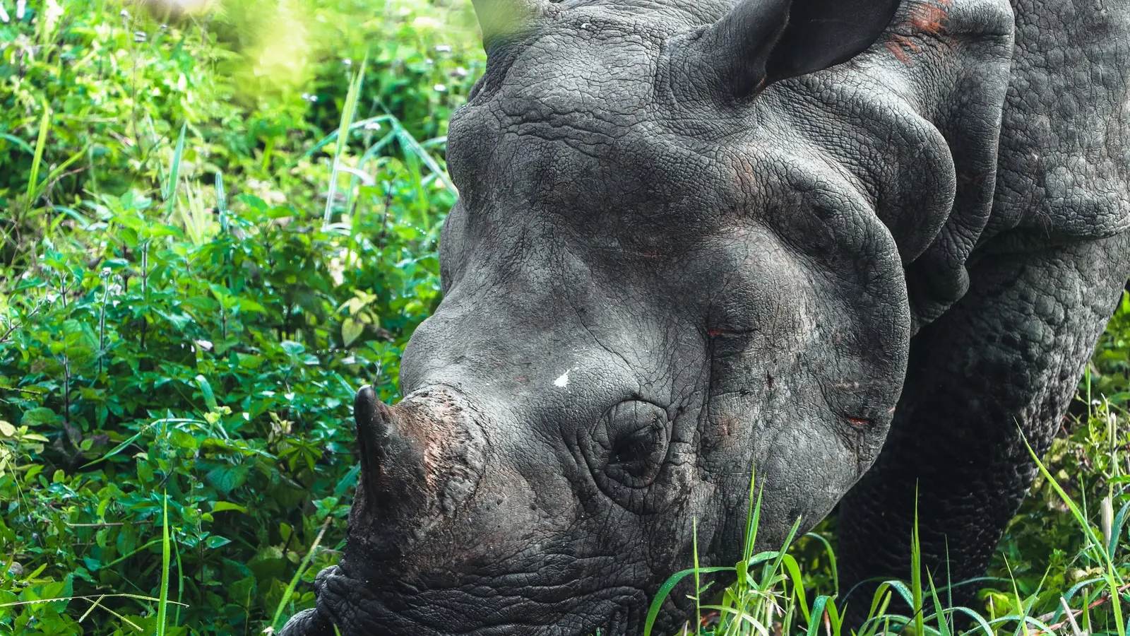 One-horned rhino in the jungle grassland of Chitwan National Park, Nepal