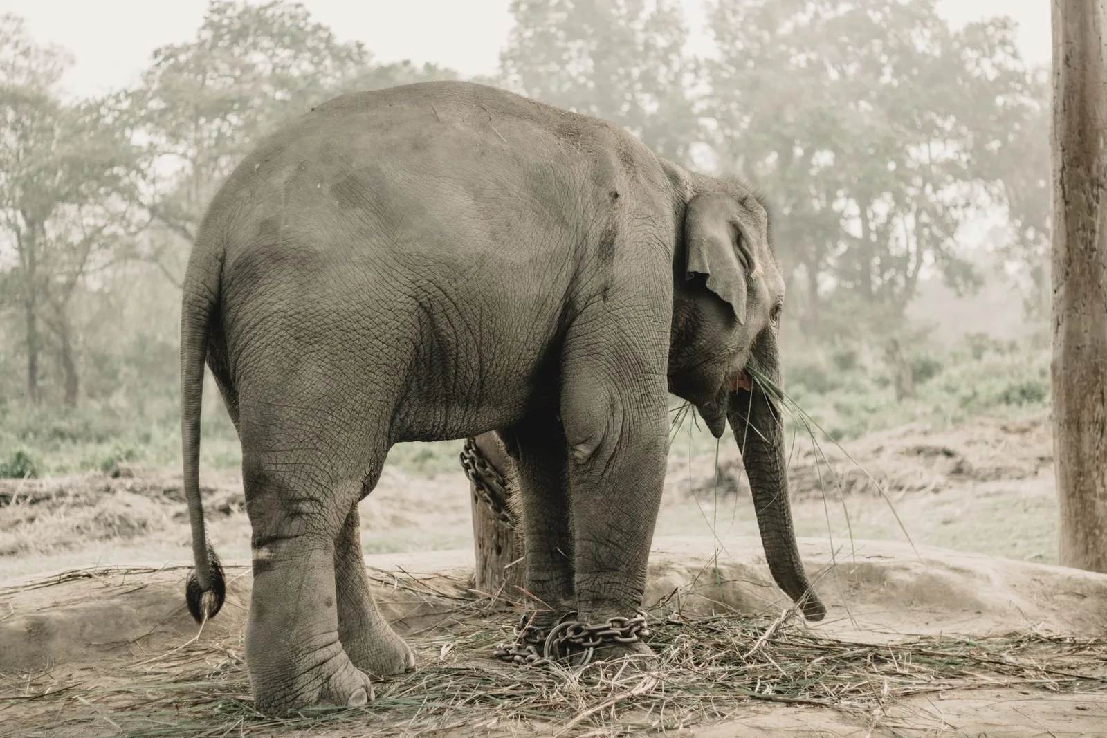 Chitwan Jungle Safari — 3 Days