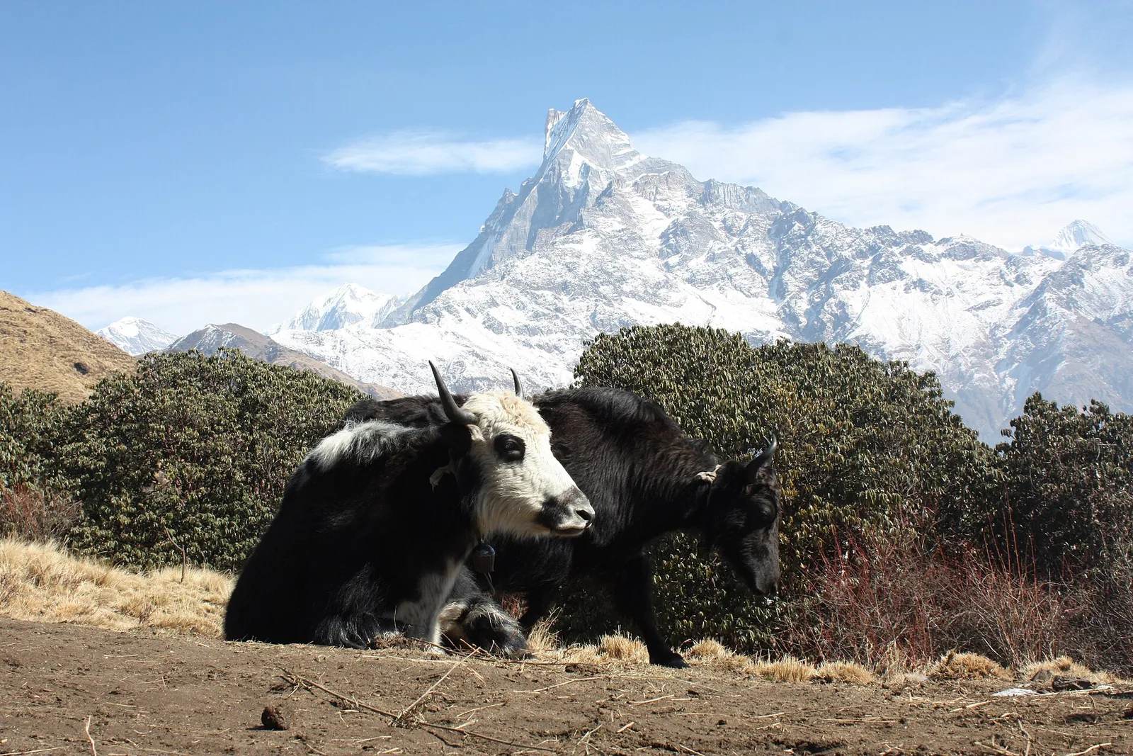Mardi Himal Trek — 7 Days