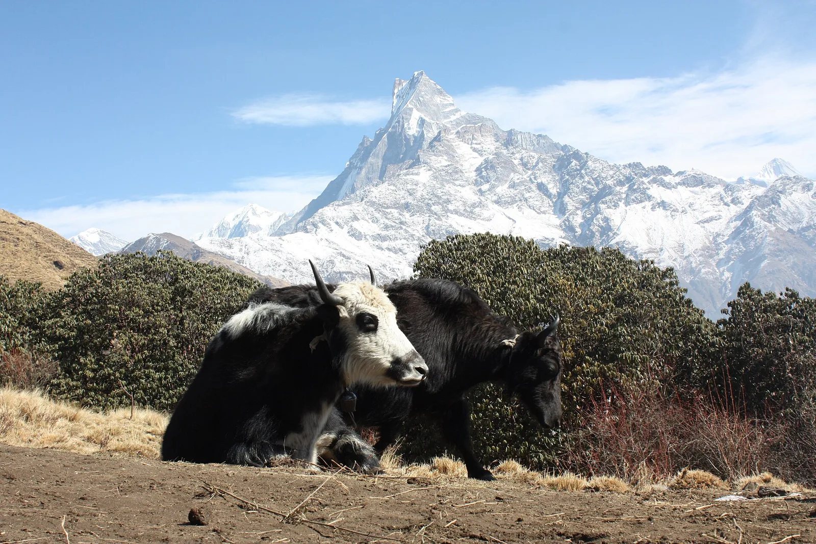 Machhapuchhre at dawn
