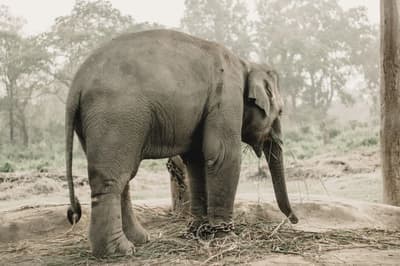 Bardia National Park Safari — 4 Days