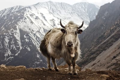 Annapurna Circuit Trek — 13 Days