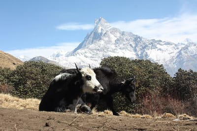 Mardi Himal Trek — 7 Days