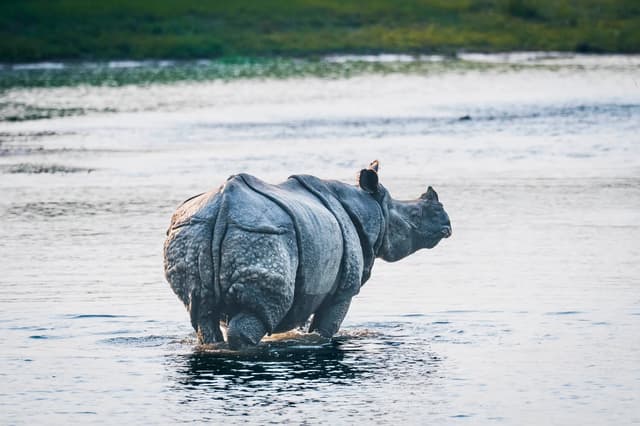 Chitwan — Chitwan, Nepal