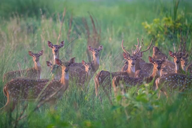 Chitwan — Chitwan, Nepal