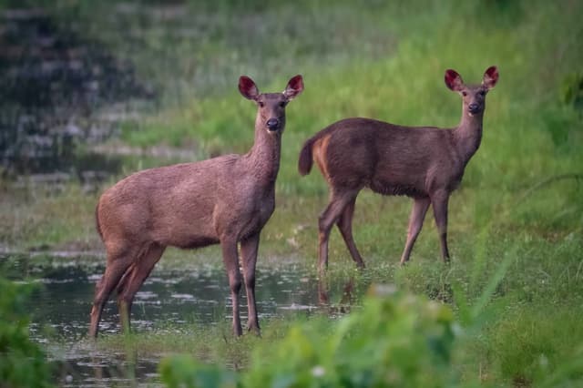 Chitwan — Chitwan, Nepal