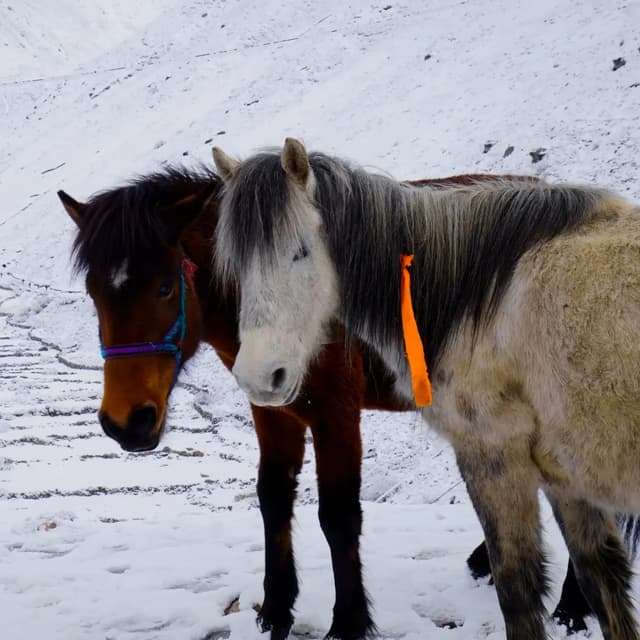 Manaslu Circuit Itinerary 2026 — Manaslu, Nepal