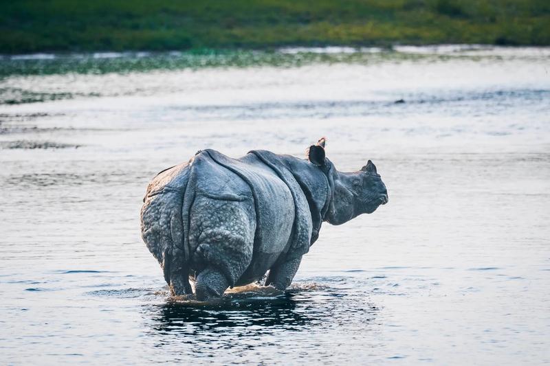 Chitwan National Park — the Nepal Classic Tour, Nepal