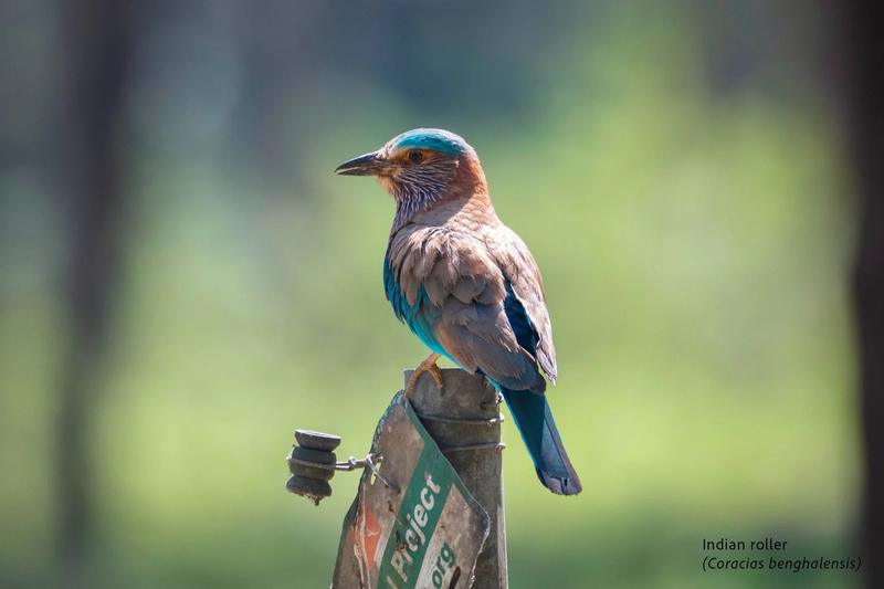 Chitwan National Park — Chitwan, Nepal