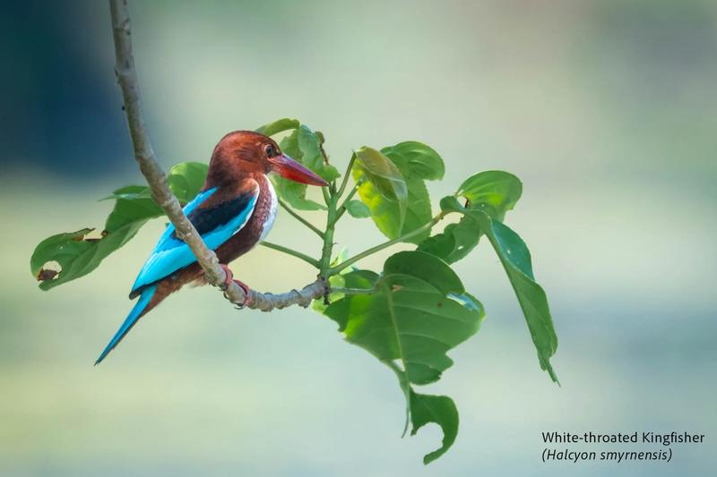 Chitwan National Park — Chitwan, Nepal