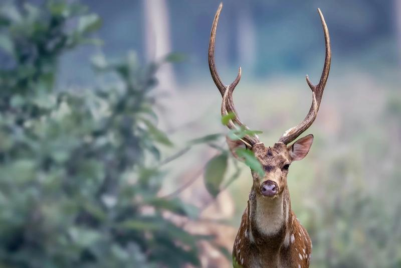 Chitwan National Park — Chitwan, Nepal