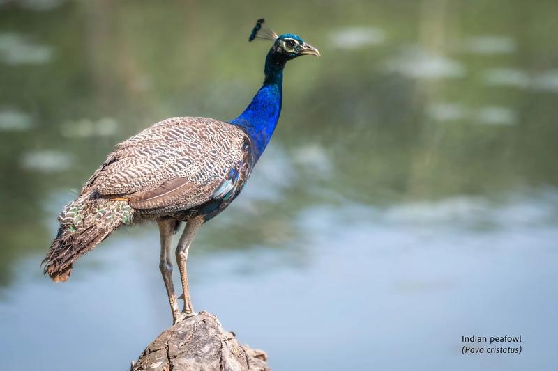 Chitwan National Park — Chitwan, Nepal