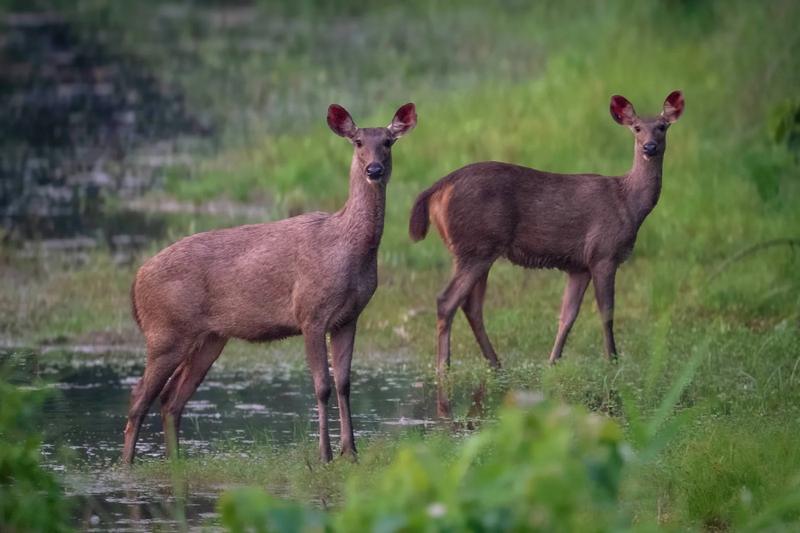 Chitwan National Park — Chitwan, Nepal