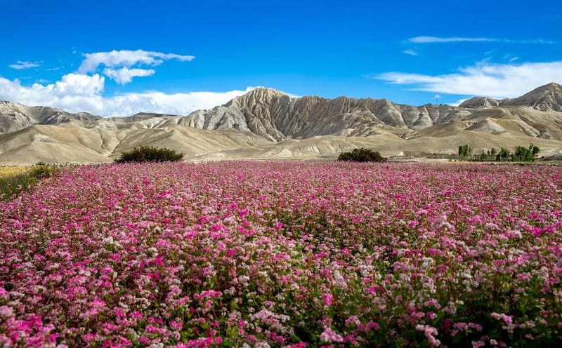 Walled desert kingdom of Upper Mustang
