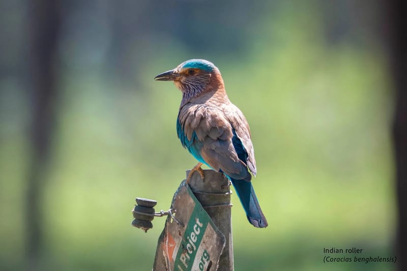 Wildlife in Chitwan National Park